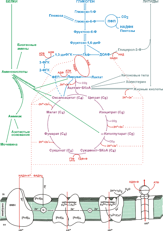 Схема метаболизма веществ (углеводов, липидов, белков и аминокислот) в организме