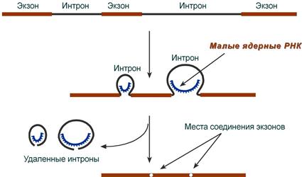 Сплайсинг РНК