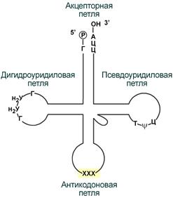 строение тРНК