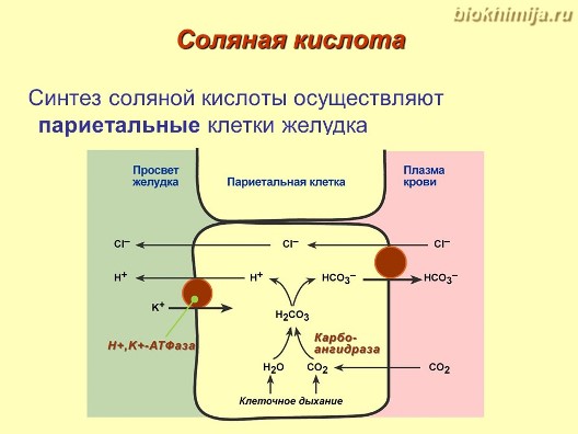 Синтез желчи происходит в. Диализ белков биохимия.