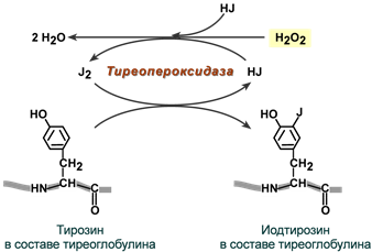 Тиреопероксидаза