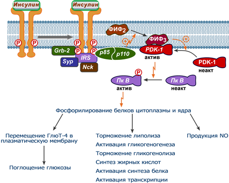 фосфоинозитол-3-киназный механизм действия инсулина 