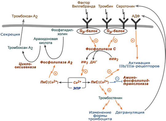 Активация тромбоцитов тромбоксаном Тромбин и серотонин. Аминофосфолипидтранслоказа