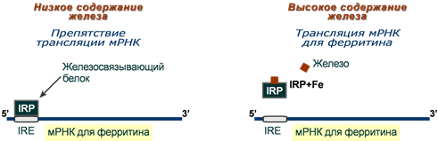 Регуляция  ферритина IRP/IRE