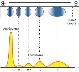 Электрофореграмм и протеинограмма при электрофорезе белков