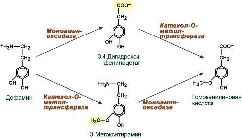 реакция обезвреживании биогенных аминов на примере дофамина