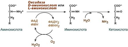 Реакция окислительного дезаминирвоания D- и L-оксидаз