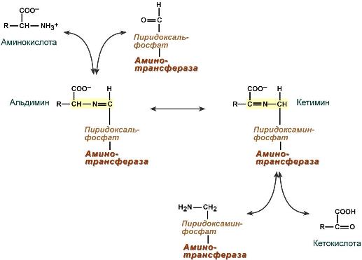 Механизм трансаминирования аминокислот