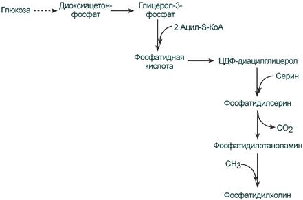 Синтез фосфолипидов в стенке кишечника