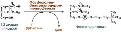 Синтез фосфолипидов