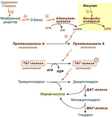 Механизм активации ТАГ-липазы
