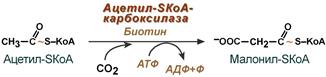 Ацетил-SКоА-карбоксилазная реакция