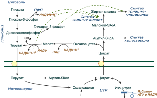 Схема биосинтеза жиров