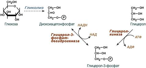 Синтез глицеролфосфата глицерокиназой и из диоксиацетонфосфата