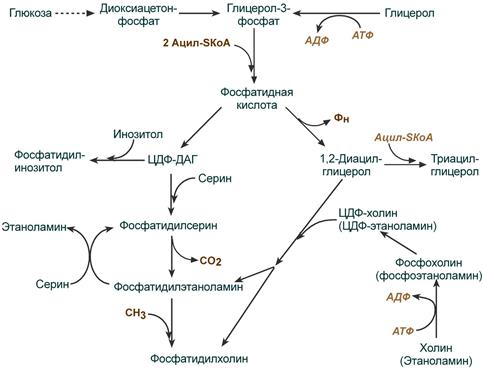 Схема синтеза фосфолипидов