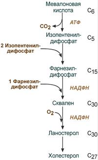 Схема синтеза холестерина