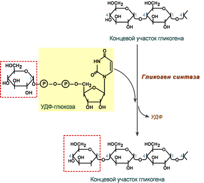 Реакция гликогенсинтазы