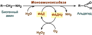 Реакция моноаминооксидазы с участием ФАД